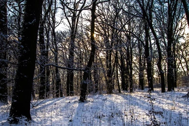 Download Wallpapers 3840x1200 Winter, Forest, Landscape Dual Wide ...