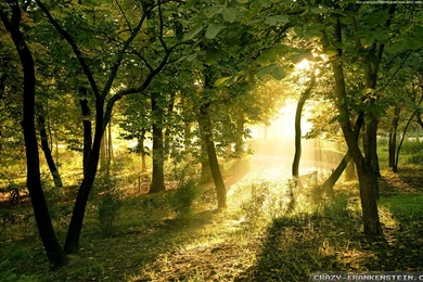 Summer Forest Wallpapers 2   Crazy Frankenstein