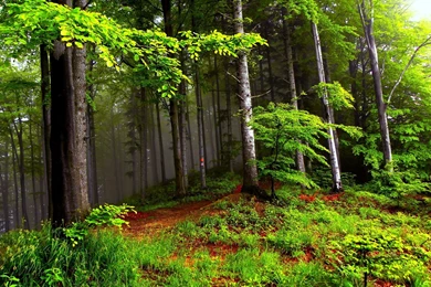 Summer Forest >> HD Wallpaper, Get It Now!