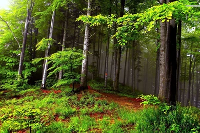 Summer Forest Wallpapers