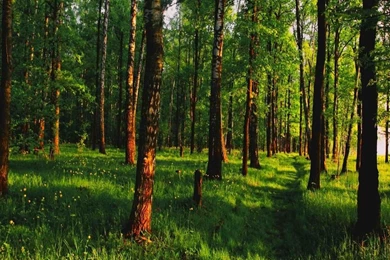 SUMMER FOREST WALLPAPER   (