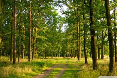 Summer Forest HD Desktop Wallpapers : High Definition : Fullscreen ...