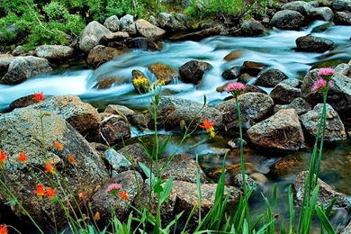 Summer Forest Wallpapers 5 Cool Hd Wallpapers   Hdnaturewall.com