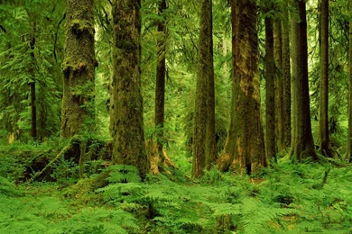 Photography   Page 247