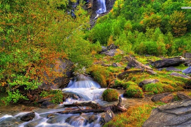 Summer Forest Wallpapers 15 Free Hd Wallpapers   Hdnaturewall.com