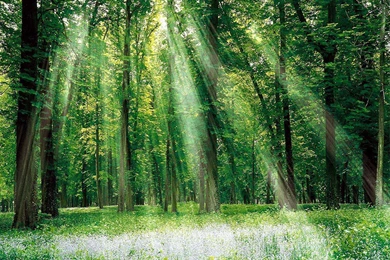 Forest Trees Wallpapers