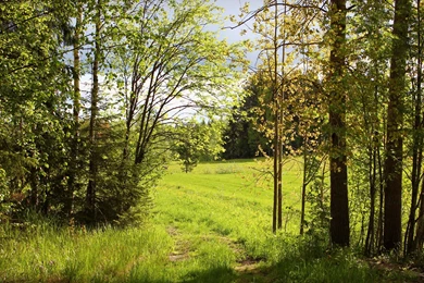 Summer Forest Meadow Wallpapers