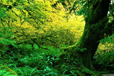 Forests Summer Forest Crazy Frankenstein Wallpapers New, HQ ...