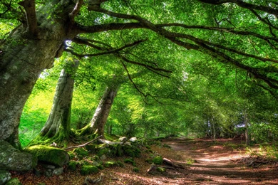 2560x1440 Forest Summer Wallpapers