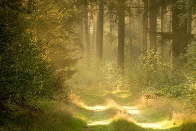 Summer Forest Road HD Desktop Wallpapers : Fullscreen : Mobile ...
