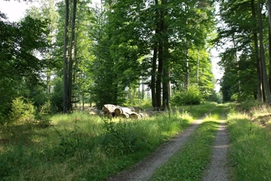 1600x1200 Summer Forest 2 Desktop PC And Mac Wallpapers