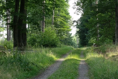 1600x1200 Summer Forest Desktop PC And Mac Wallpapers