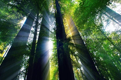 USA, California, Summer Forest, Trees, Sun Rays Wallpapers ...