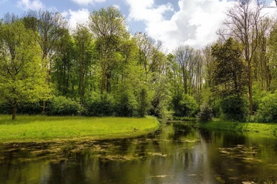 Calm Summer Forest Wallpapers