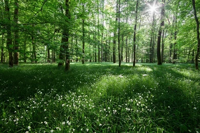 Summer Day In Forest / 1920 X 1200 / Forest, Nature / Photography ...