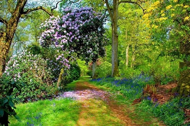 Path In Summer Forest Wallpapers