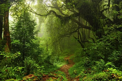 Summer Forest Wallpaper, Nature / Forest: Summer Forest, Green ...