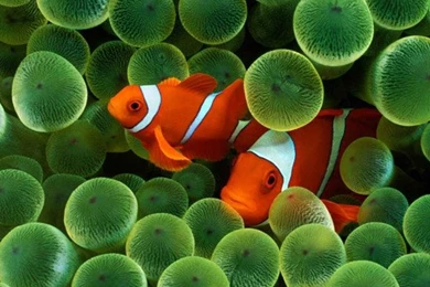 55 Beautiful Apple iPad Wallpapers   Noupe