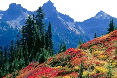 Nice Natural Wallpapers Free Download   Latest Wallpapers