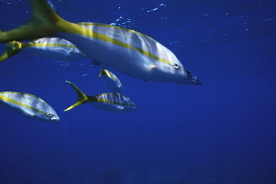 PHOTOGRAPHY WALLPAPER 1068