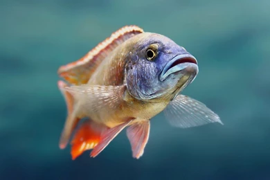 Hd Fish Live Wallpapers For PC FG6