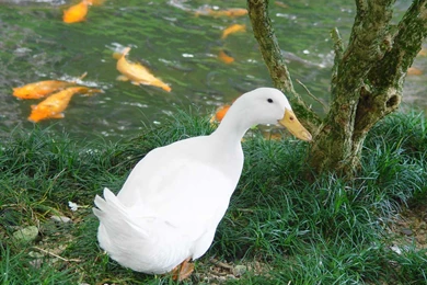 White Duck Wallpapers