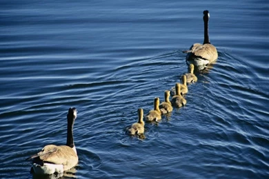 140524d1372148362 duck duck wallpaper .jpg