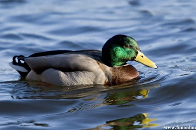 Duck Wallpapers, Download Free Mandarin And Mallard Ducks Wallpapers