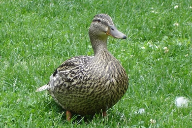 Duck Wallpapers. Images And Animals Duck Pictures (664)