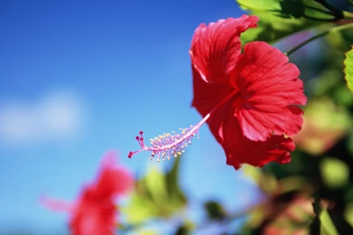 Widescreen Wallpapers For Flowers