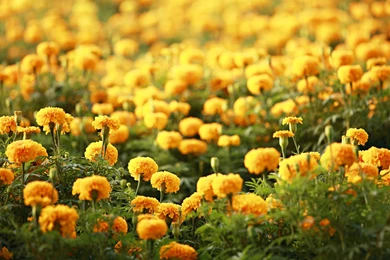 Flower Wallpapers   Dr. Odd