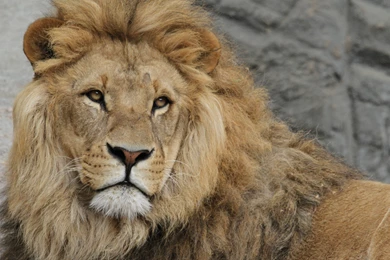 At The Zoo: Lionesses And Lion Wallpapers :: HD Wallpapers