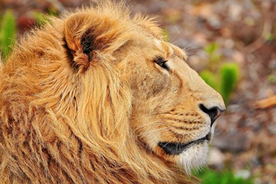 2880x1800 Lion Head Wallpapers