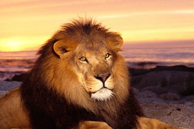 Download Wallpapers 2048x2048 Lion, Sunset, Mane, King Of Animals ...
