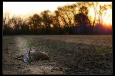 Bow Hunting Wallpapers?