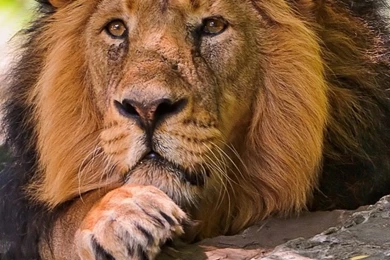 Lion iPhone 5s Wallpapers