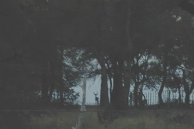 Bowhunting Wallpapers