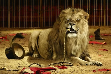 Lion Ate The Tamer HD Wallpapers Free HD Wallpapers   Download Lion ...