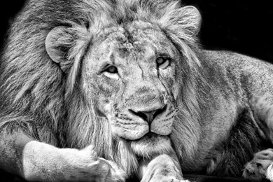 Page 3: New iPad Air, 4, 3, iPad Mini Retina Lion Wallpapers HD ...