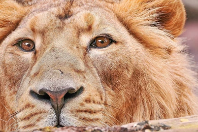 Wild Cat Tiger Lion Wallpapers Retina Hd Download 7Wallpapers ...