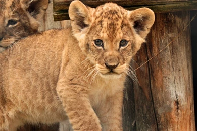 Download Wallpapers 2048x2048 Cub, Baby, Kids, Lion New iPad Air, 4 ...