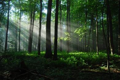 Sunrays In Forest Wallpapers 3872x2592   (