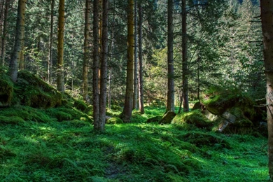 Forest High Resolution (id: 165781) – BUZZERG