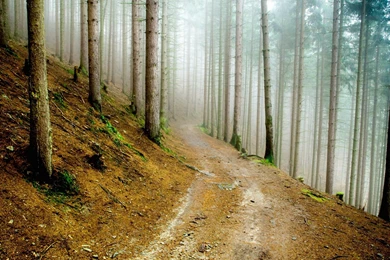 Pine Forest Wallpapers High Quality HD 4878   HD Wallpapers Site