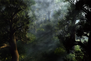 Dark Forest Wallpapers High Quality Resolution 51K   WallPey