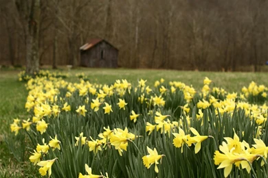 Wild Daffodils In Forest Wallpapers HD