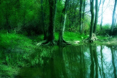 Forest Wallpapers And Backgrounds (High Definition)   All HD ...