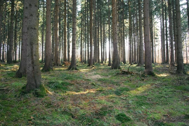 Forest High Resolution Wallpapers 14697   HD Wallpapers Site