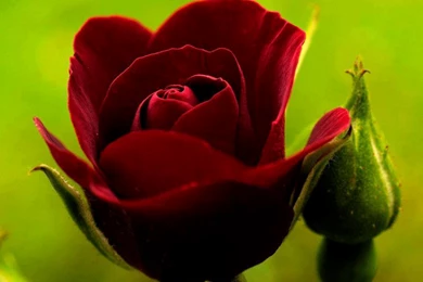 Rose Wallpapers Hd Tumblr For Walls For Mobile Phone Widescreen For ...