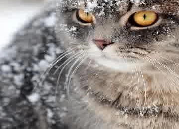 Wallpapers Iron Man Black Armour iPhone 6 Plus HD Wallpapers For ...